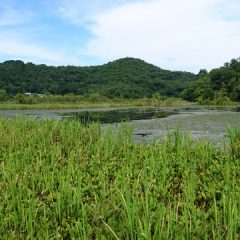 深泥池(みぞろがいけ)、京都市北区