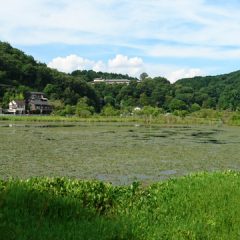 深泥池(みぞろがいけ)、京都市北区